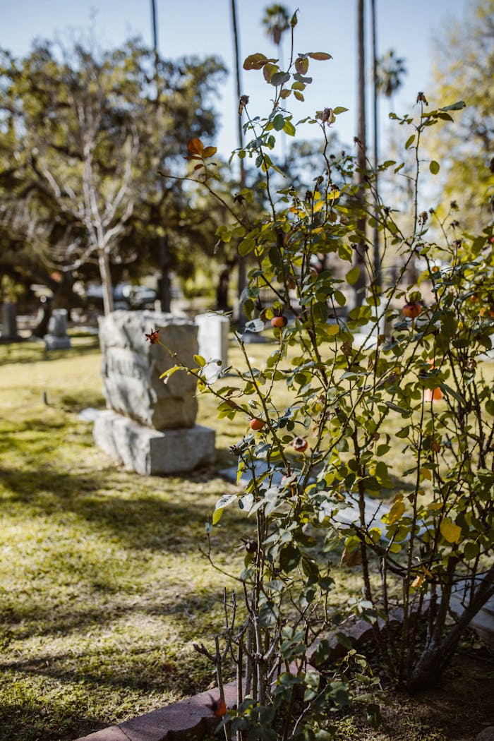 Peaceful cemetery scene with a flowering shrub and weathered gravestones in autumn light.