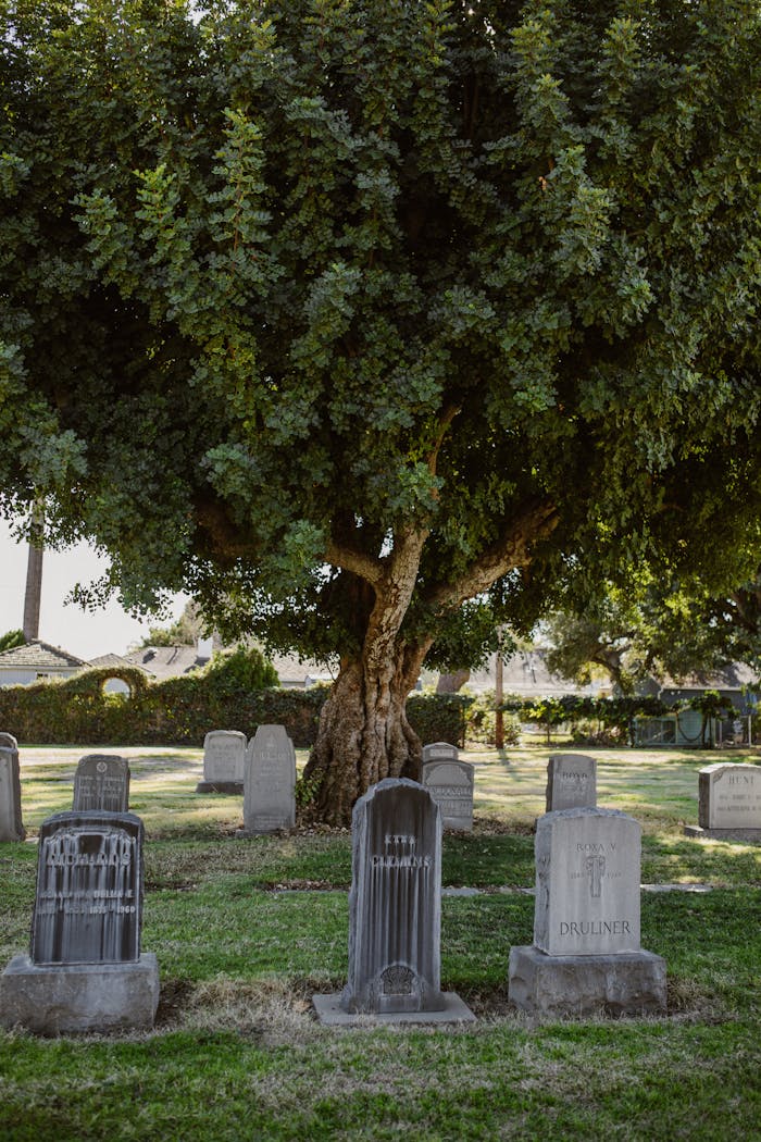 A tranquil cemetery scene with gravestones beneath a large tree, conveying peace and reflection.