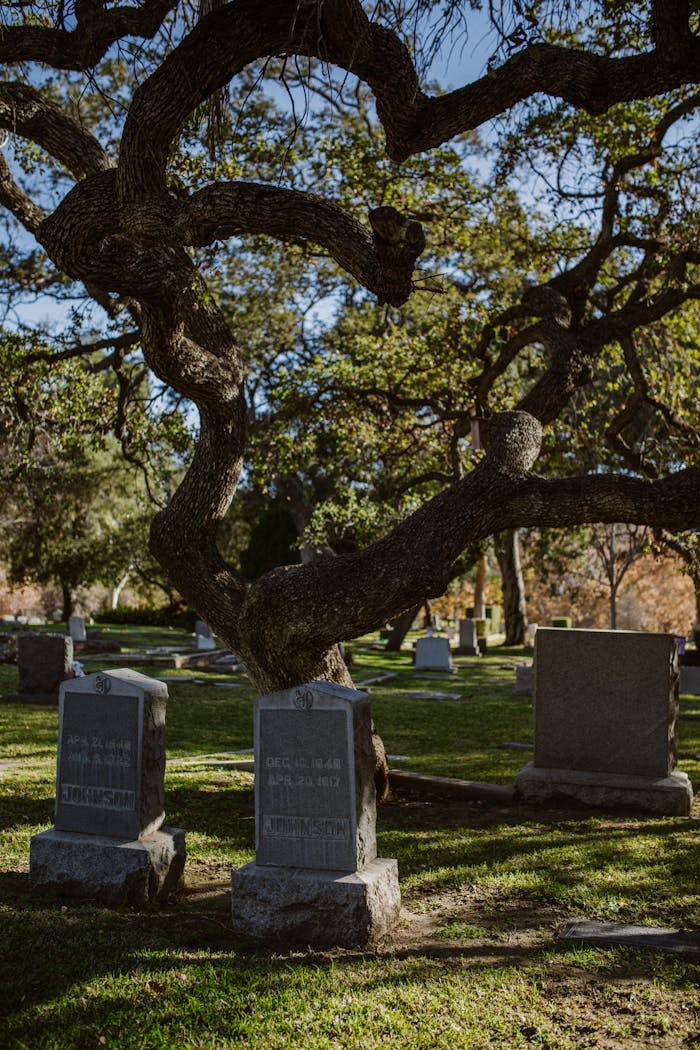 Tranquil cemetery with aged gravestones under a sprawling tree.